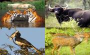 The Mhadei Wildlife Sanctuary