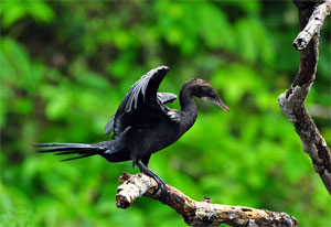 Dr Salim Ali Bird Sanctuary