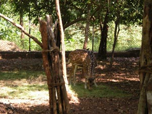 Cotigao Wildlife Sanctuary